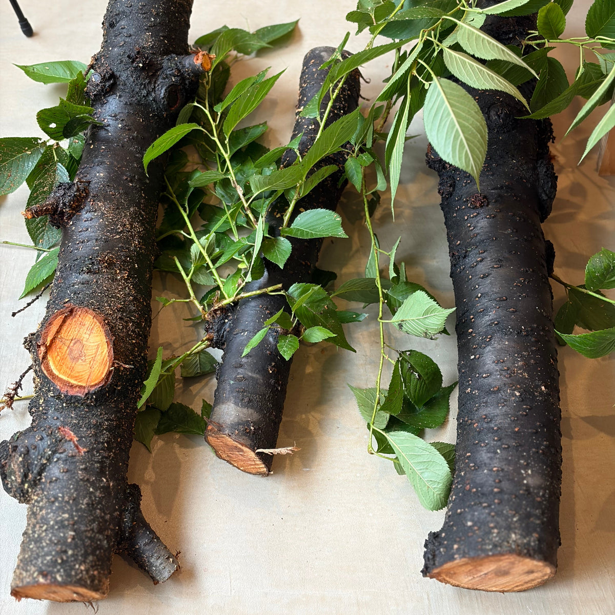 Wood Spoon Carving Workshop