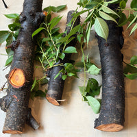 Wood Spoon Carving Workshop